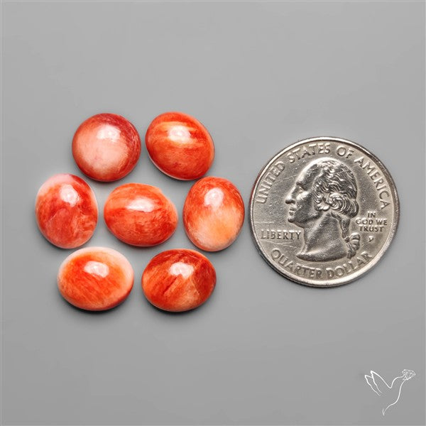 Spiny Oyster Shell Calibrated Cabochons Lot