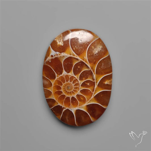Ammonite Fossil Cabochon