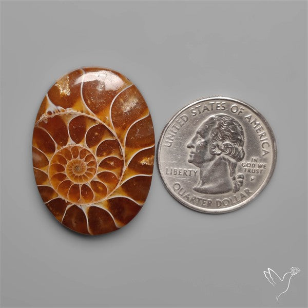 Ammonite Fossil Cabochon
