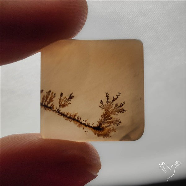 Selected Scenic Dendritic Agate