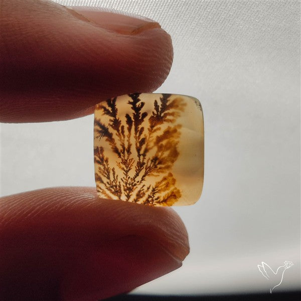 Scenic Dendritic Agate