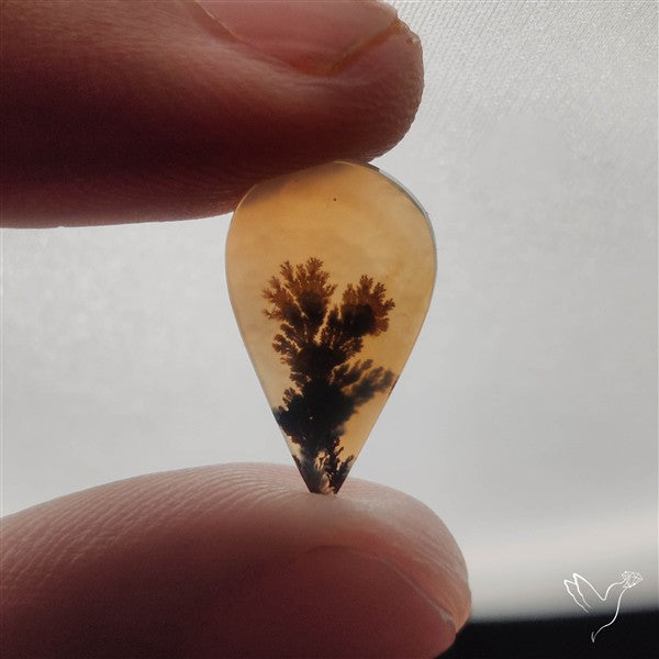 Scenic Dendritic Agate