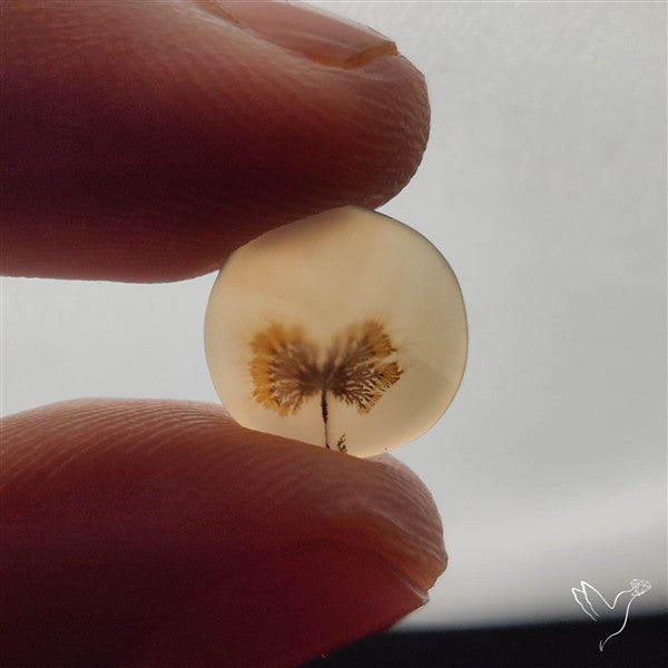 Scenic Dendritic Agate