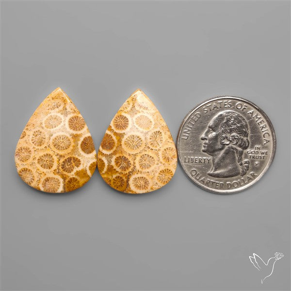 Fossil Corals Pair