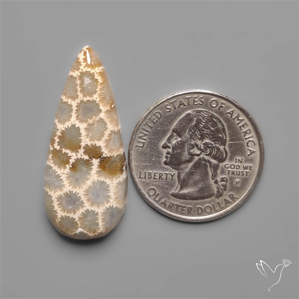 Fossil Coral Cabochon