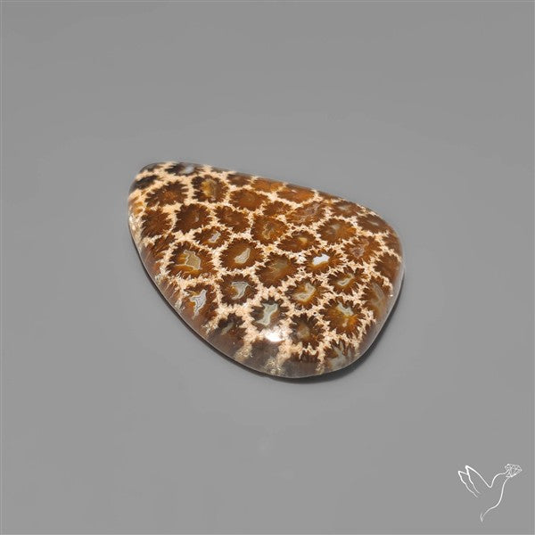 Fossil Coral Cabochon