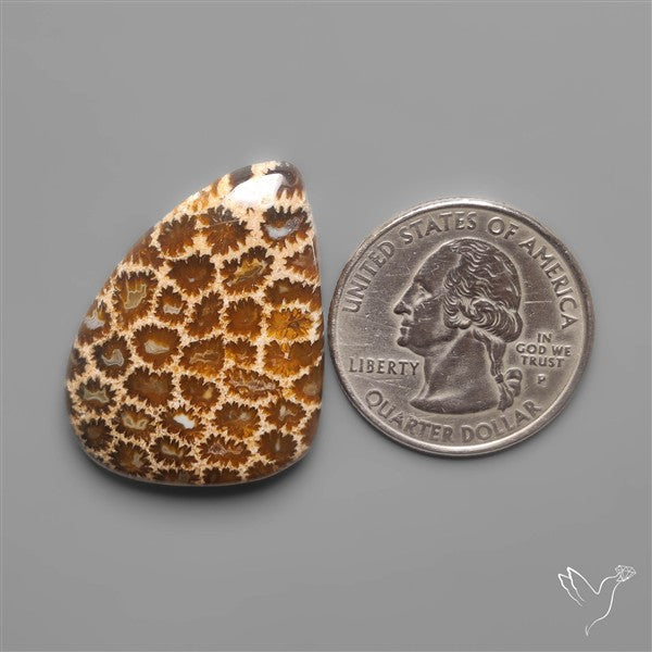 Fossil Coral Cabochon