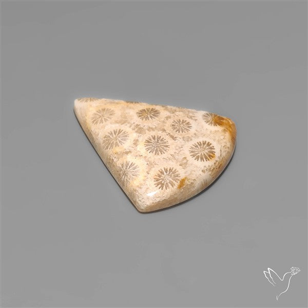 Fossil Coral Cabochon
