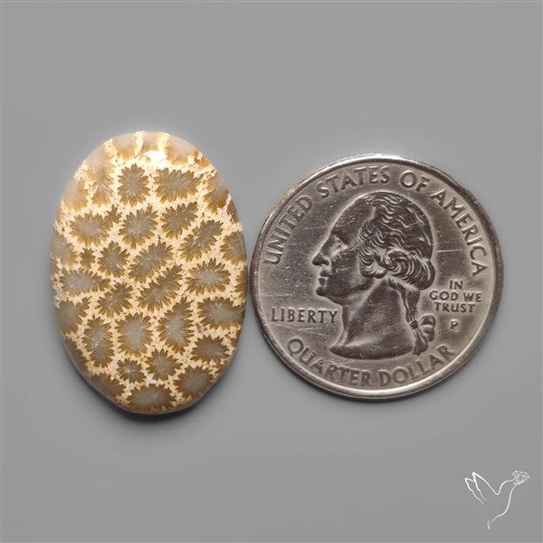 Fossil Coral Cabochon