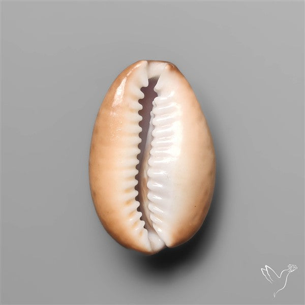 Cowrie Shell