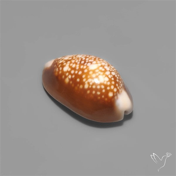 Cowrie Shell