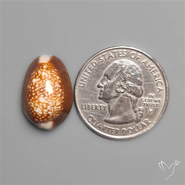 Cowrie Shell