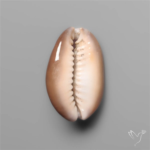 Cowrie Shell