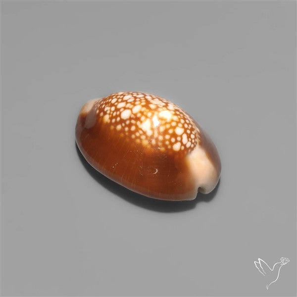 Cowrie Shell