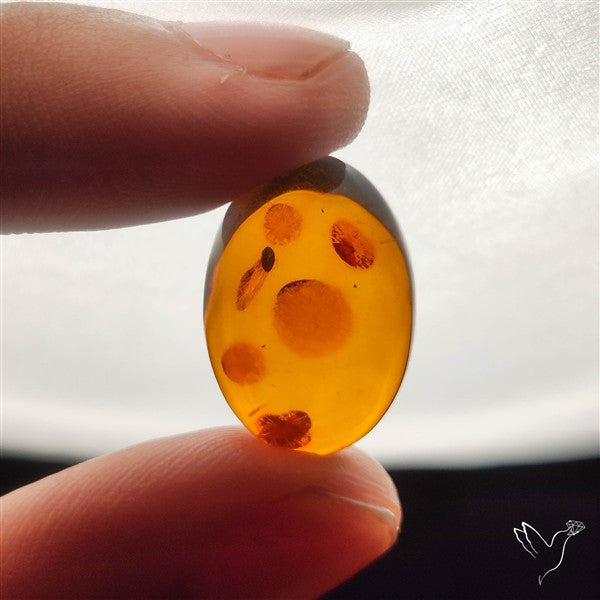 Baltic Amber Cabochon