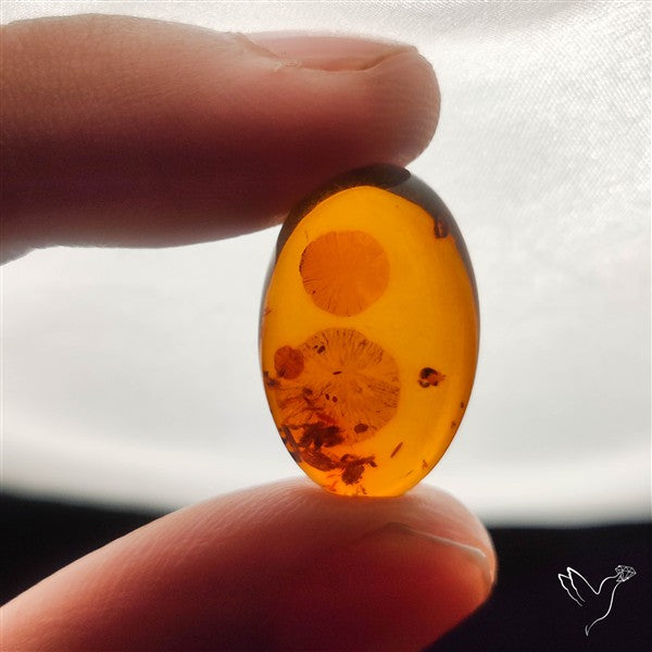 Baltic Amber Cabochon