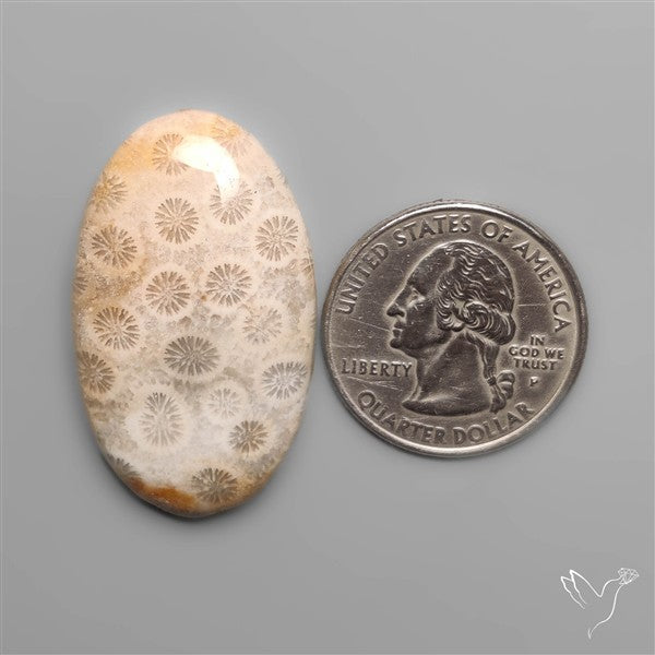 Fossil Coral