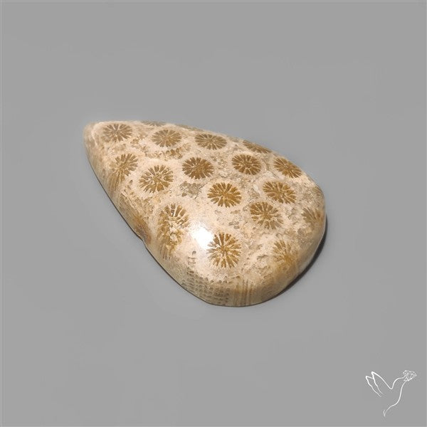 Fossil Coral