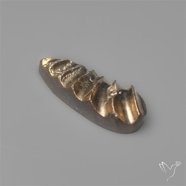 Rare Pyritized Ammonite Negative Fossil Side Cut