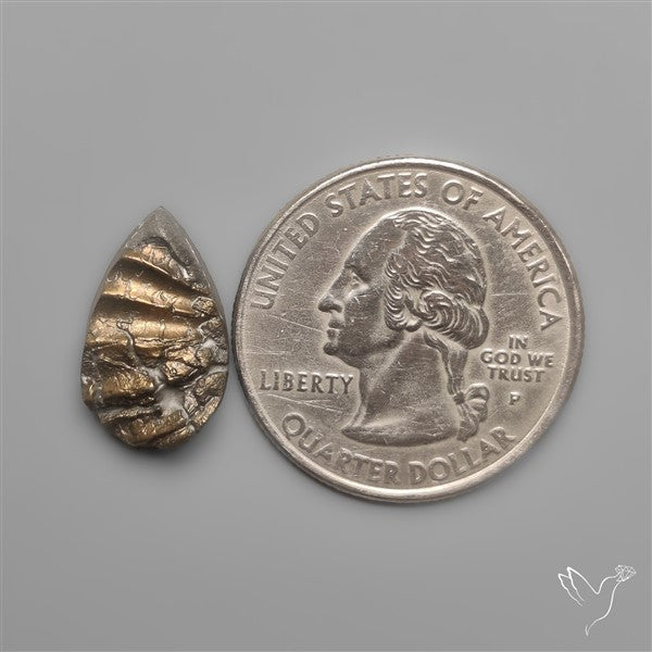 Rare Pyritized Ammonite Negative Fossil Side Cut