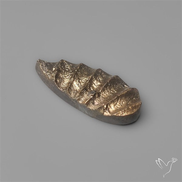 Rare Pyritized Ammonite Negative Fossil Side Cut