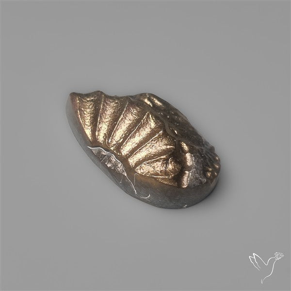 Rare Pyritized Ammonite Negative Fossil Side Cut