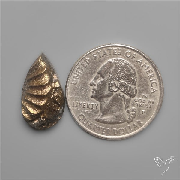 Rare Pyritized Ammonite Negative Fossil Side Cut