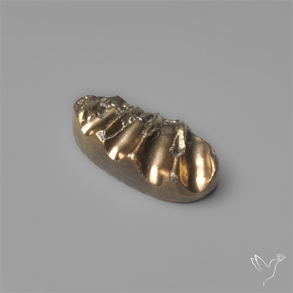 Rare Pyritized Ammonite Negative Fossil Side Cut