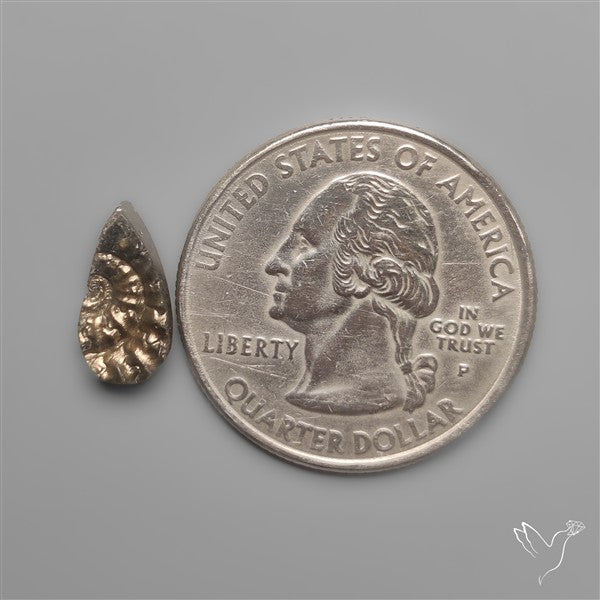 Rare Pyritized Ammonite Negative Fossil Side Cut