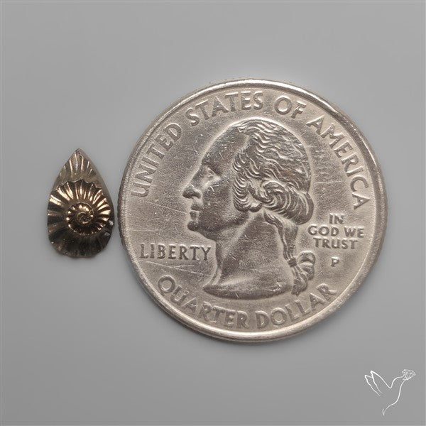 Tiny Rare Pyritized Ammonite Negative Fossil