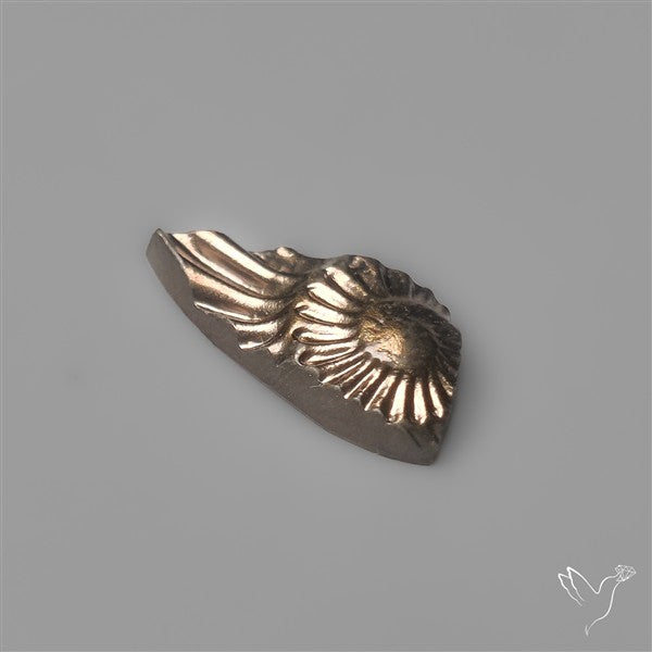 Tiny Rare Pyritized Ammonite Negative Fossil