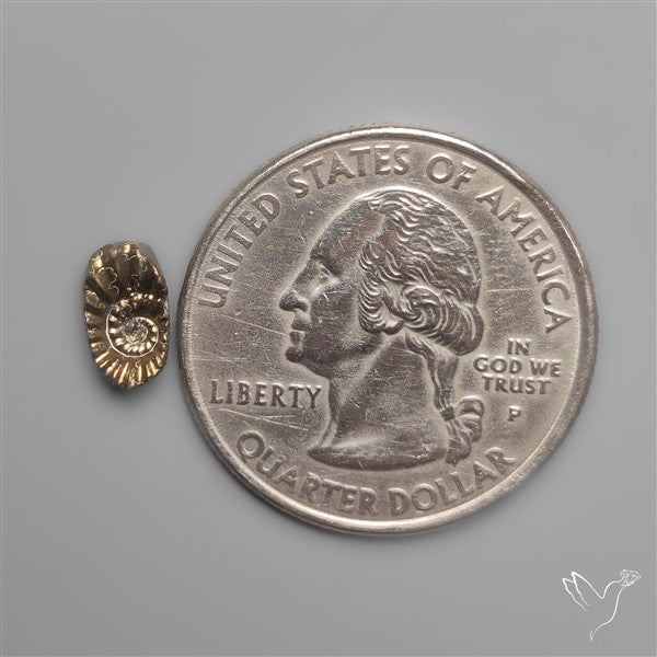 Tiny Rare Pyritized Ammonite Negative Fossil