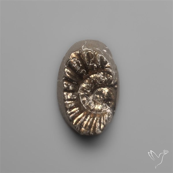 Tiny Rare Pyritized Ammonite Negative Fossil