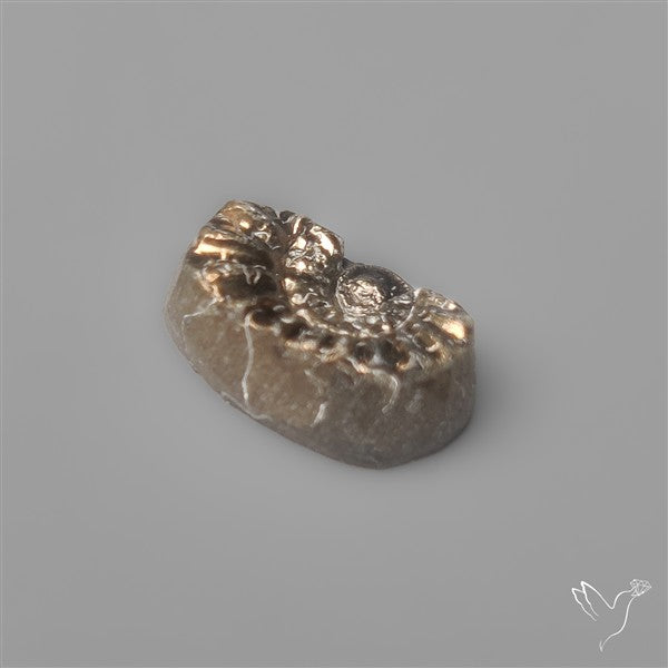 Tiny Rare Pyritized Ammonite Negative Fossil