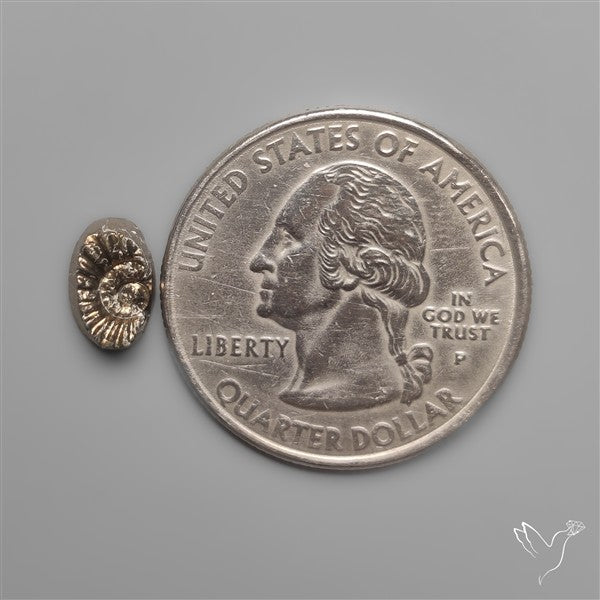 Tiny Rare Pyritized Ammonite Negative Fossil