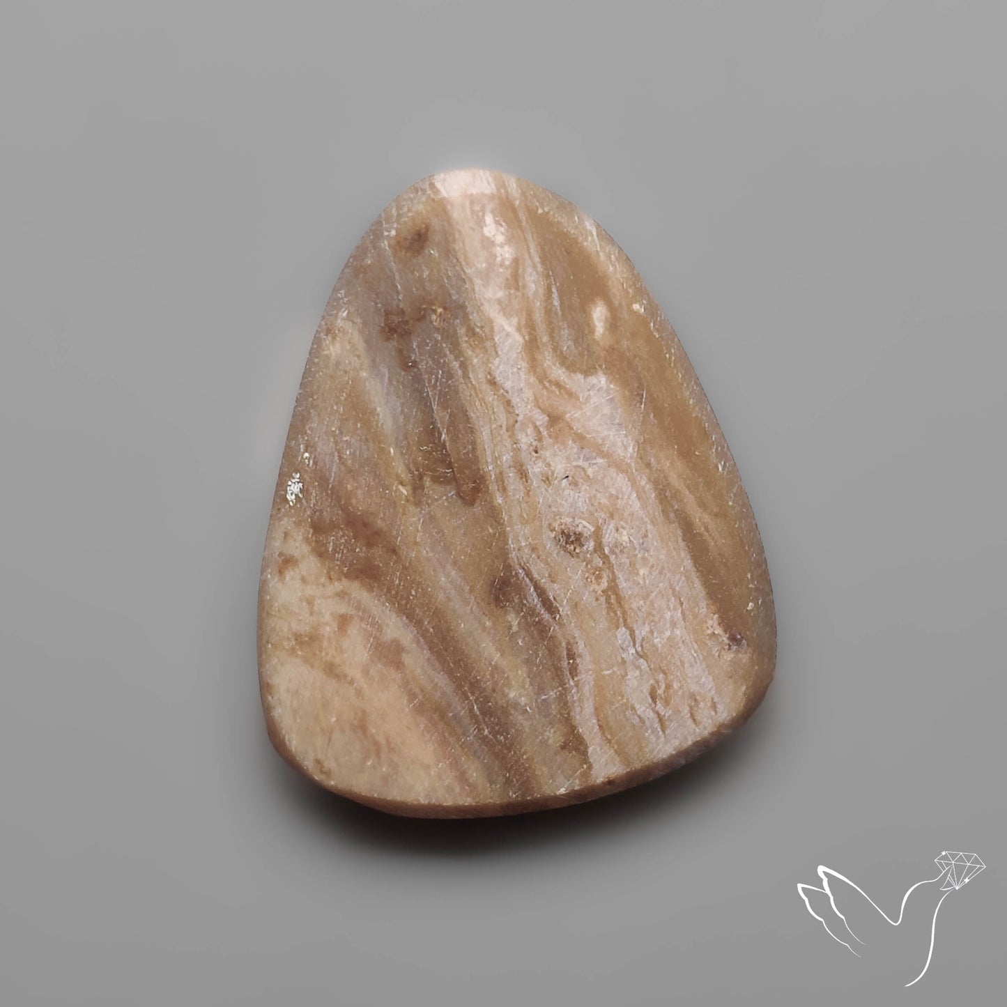 Rare Petrified Wood Druzy Arizona