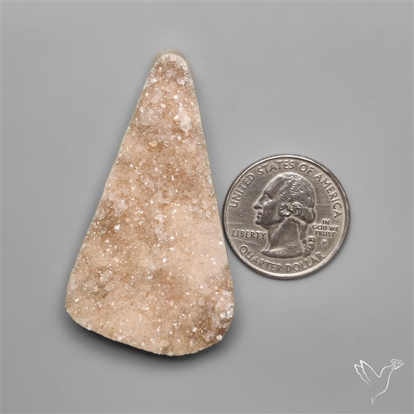 Rare Petrified Wood Druzy Arizona