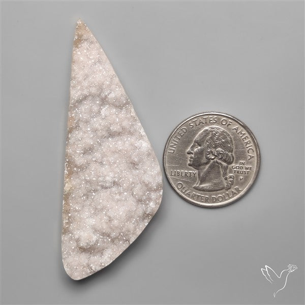 Rare Petrified Wood Druzy Arizona