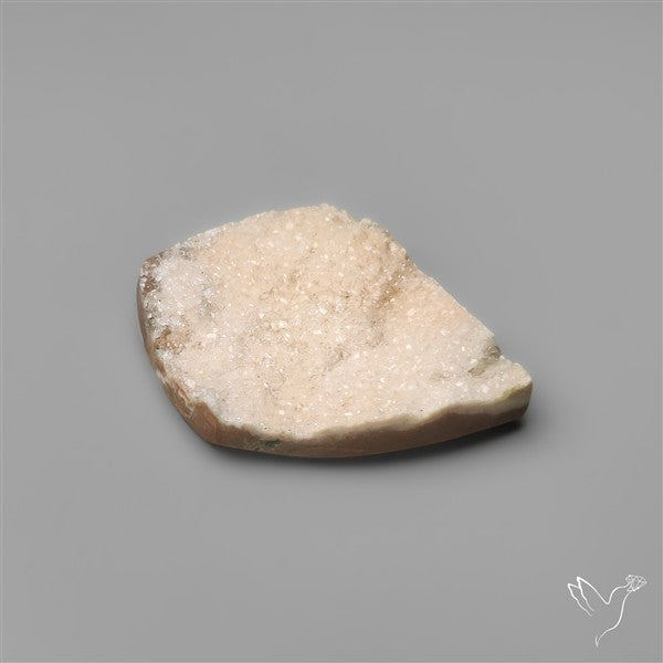 Rare Petrified Wood Druzy Arizona