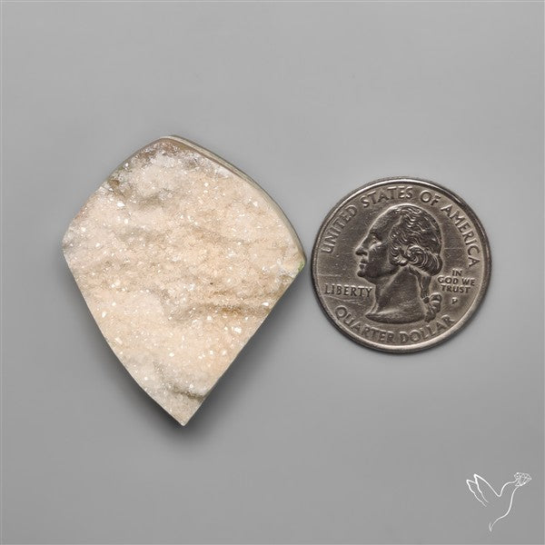 Rare Petrified Wood Druzy Arizona