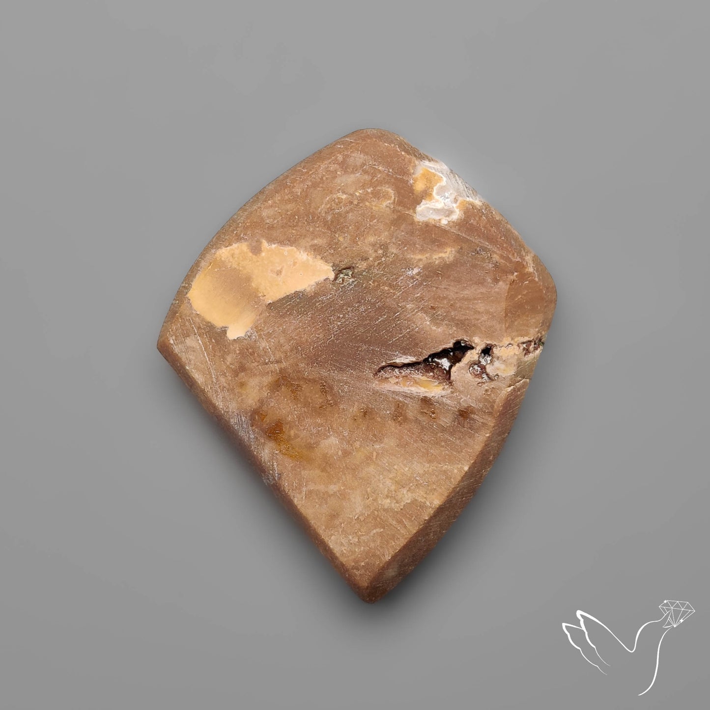 Rare Petrified Wood Druzy Arizona