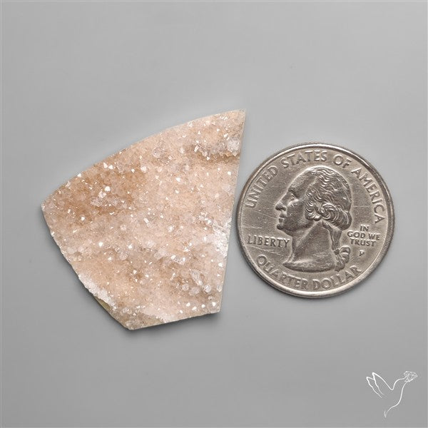 Rare Petrified Wood Druzy Arizona