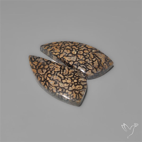 Dinosaur Bone Fossils Pair