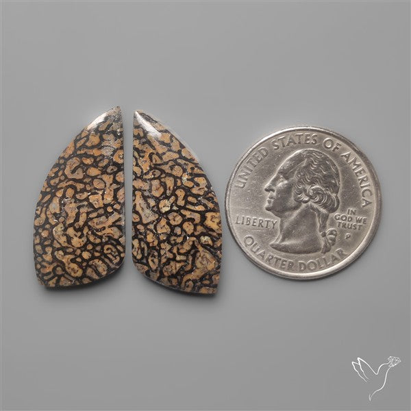 Dinosaur Bone Fossils Pair