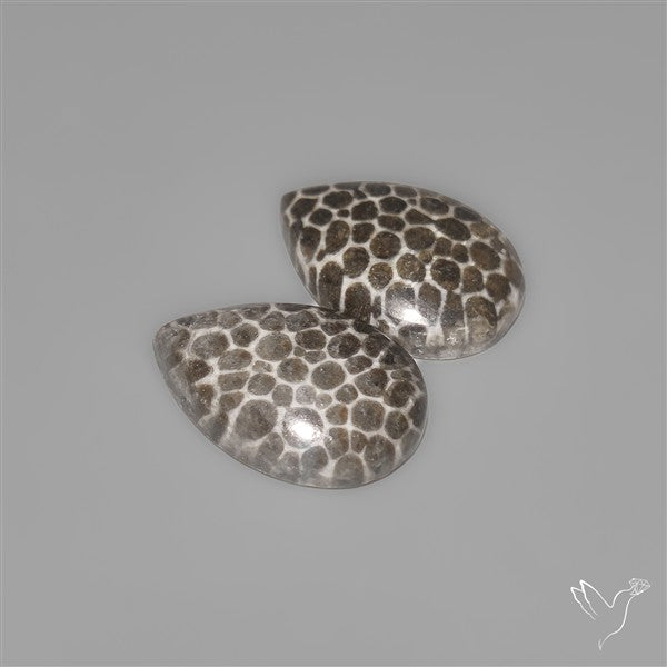 Stingray Black Fossil Corals Pair