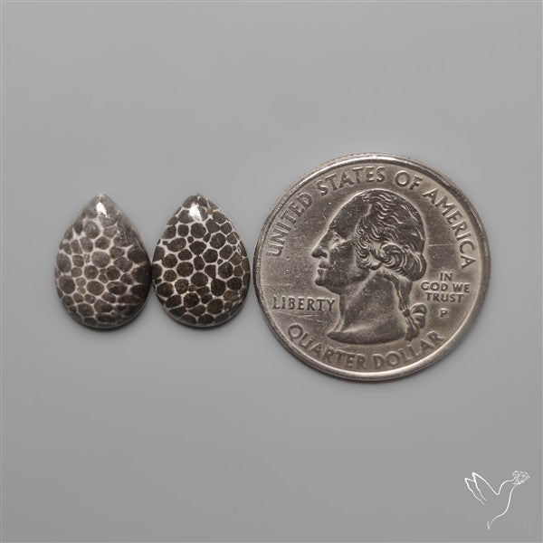 Stingray Black Fossil Corals Pair
