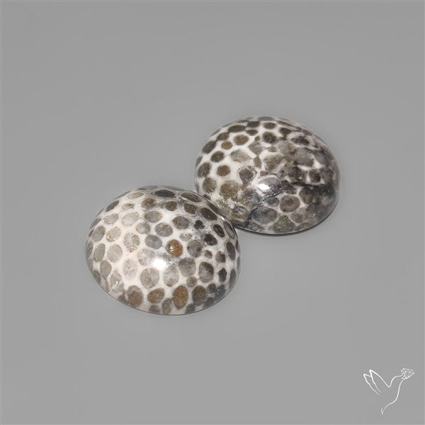 Stingray Black Fossil Corals Pair