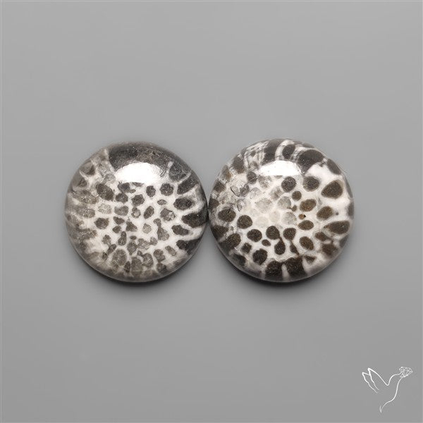 Stingray Black Fossil Corals Pair