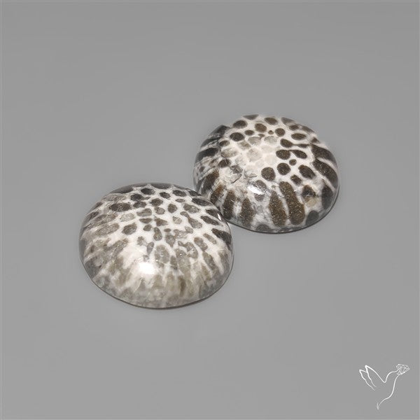 Stingray Black Fossil Corals Pair