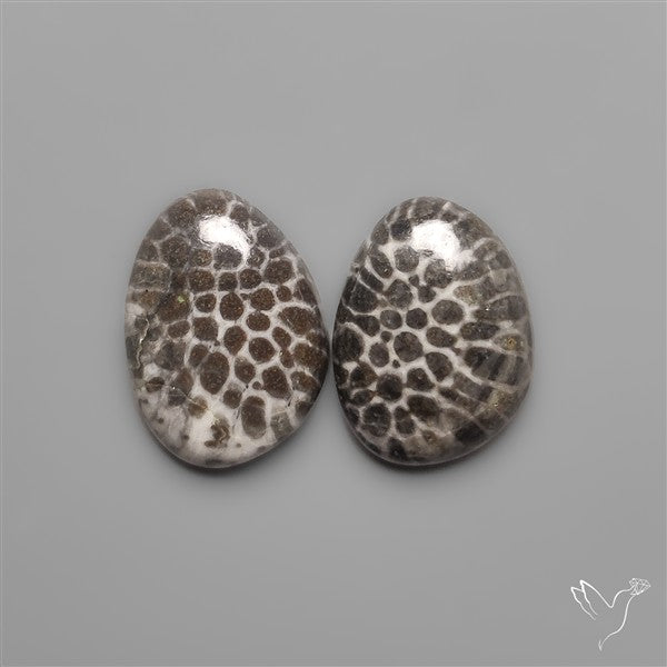 Stingray Black Fossil Corals Pair